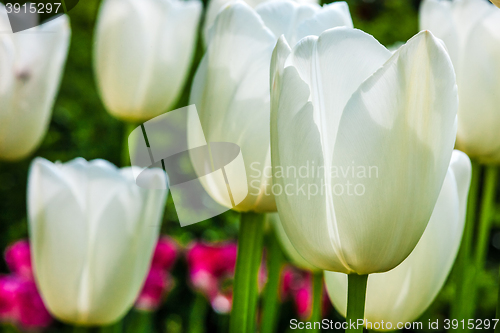 Image of Tulip field in Keukenhof Gardens, Lisse, Netherlands