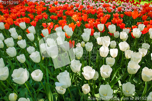 Image of Tulip field in Keukenhof Gardens, Lisse, Netherlands