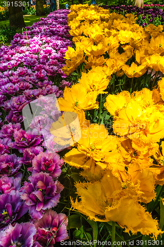 Image of Tulip field in Keukenhof Gardens, Lisse, Netherlands