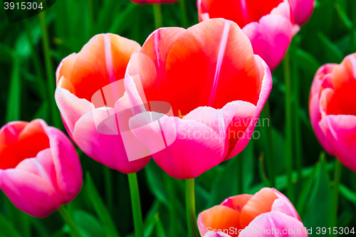 Image of Tulip field in Keukenhof Gardens, Lisse, Netherlands