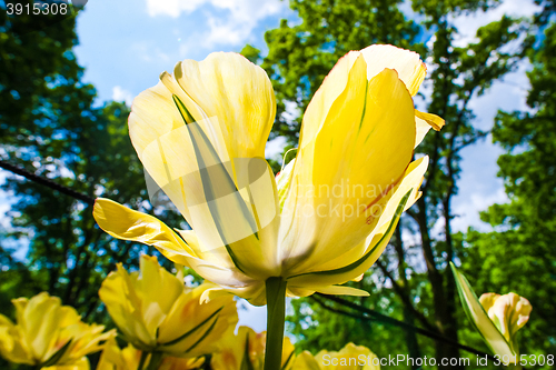 Image of Tulip field in Keukenhof Gardens, Lisse, Netherlands