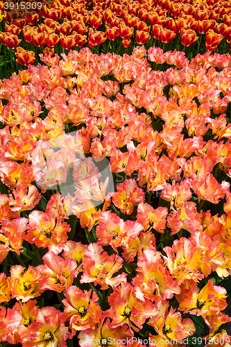 Image of Tulip field in Keukenhof Gardens, Lisse, Netherlands