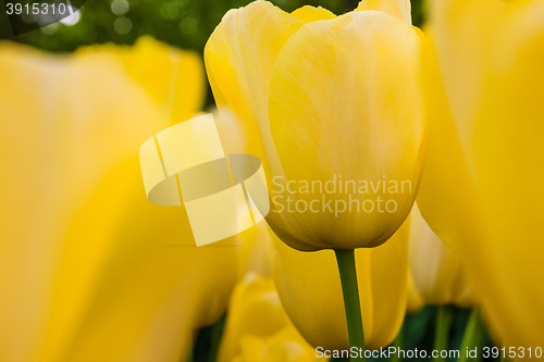 Image of Tulip field in Keukenhof Gardens, Lisse, Netherlands