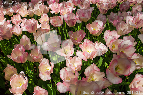 Image of Tulip field in Keukenhof Gardens, Lisse, Netherlands