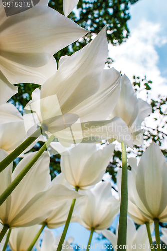 Image of Tulip field in Keukenhof Gardens, Lisse, Netherlands