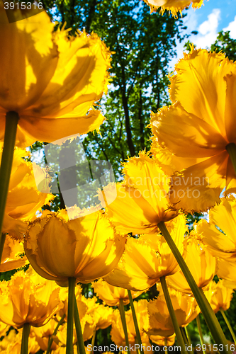 Image of Tulip field in Keukenhof Gardens, Lisse, Netherlands