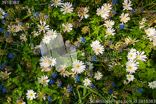 Image of The field in Keukenhof Gardens, Lisse, Netherlands