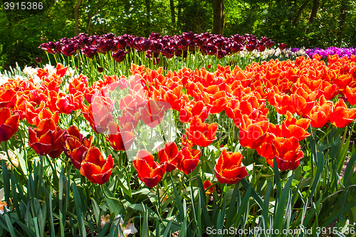 Image of Tulip field in Keukenhof Gardens, Lisse, Netherlands