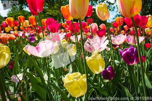 Image of Tulip field in Keukenhof Gardens, Lisse, Netherlands