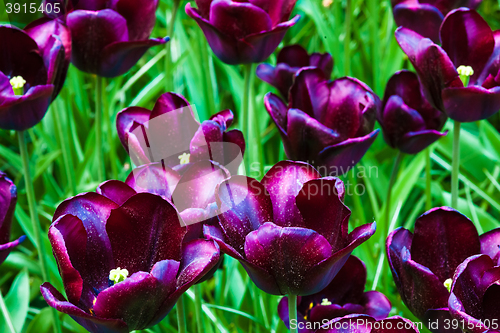 Image of Tulip field in Keukenhof Gardens, Lisse, Netherlands