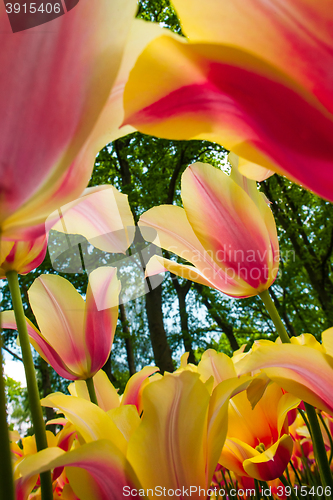 Image of Tulip field in Keukenhof Gardens, Lisse, Netherlands