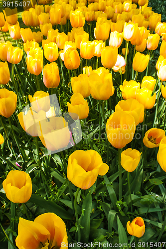 Image of Tulip field in Keukenhof Gardens, Lisse, Netherlands