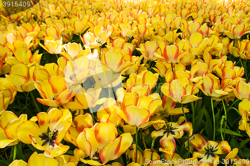 Image of Tulip field in Keukenhof Gardens, Lisse, Netherlands