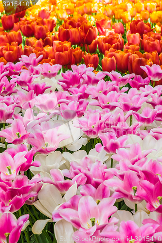 Image of Tulip field in Keukenhof Gardens, Lisse, Netherlands