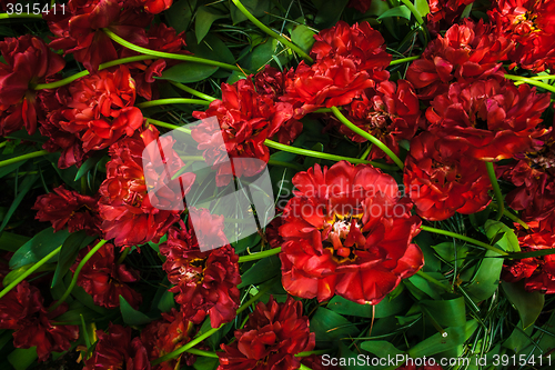 Image of Tulip field in Keukenhof Gardens, Lisse, Netherlands