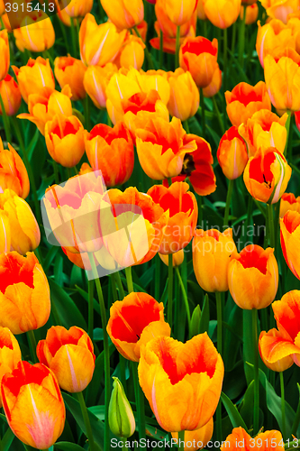 Image of Tulip field in Keukenhof Gardens, Lisse, Netherlands