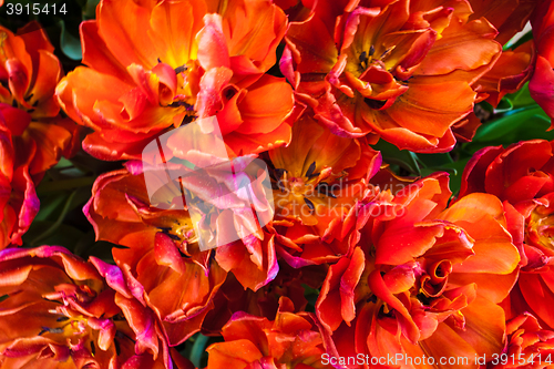 Image of Tulip field in Keukenhof Gardens, Lisse, Netherlands