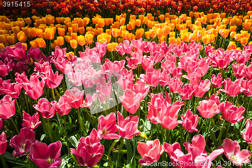 Image of Tulip field in Keukenhof Gardens, Lisse, Netherlands