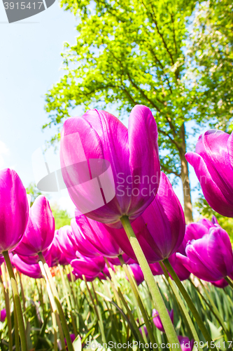 Image of Tulip field in Keukenhof Gardens, Lisse, Netherlands