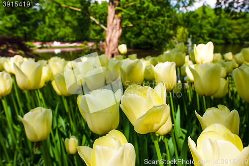 Image of Tulip field in Keukenhof Gardens, Lisse, Netherlands