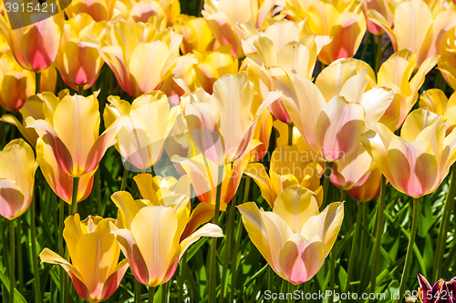 Image of Tulip field in Keukenhof Gardens, Lisse, Netherlands