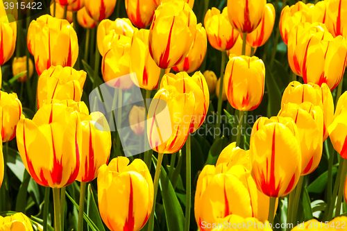 Image of Tulip field in Keukenhof Gardens, Lisse, Netherlands