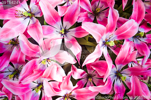 Image of Tulip field in Keukenhof Gardens, Lisse, Netherlands