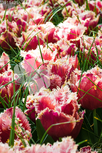 Image of Tulip field in Keukenhof Gardens, Lisse, Netherlands