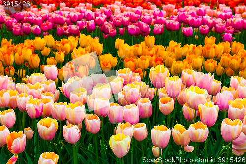 Image of Tulip field in Keukenhof Gardens, Lisse, Netherlands