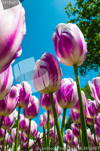 Image of Tulip field in Keukenhof Gardens, Lisse, Netherlands