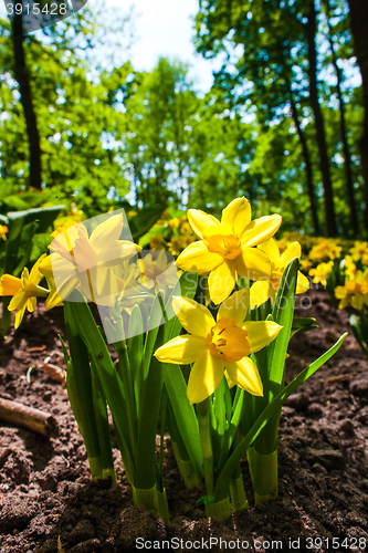 Image of The field in Keukenhof Gardens, Lisse, Netherlands