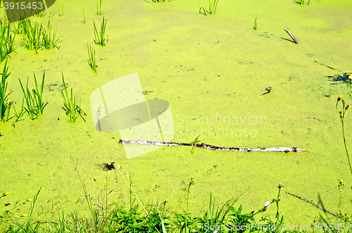 Image of Pond overgrown with duckweed and grass