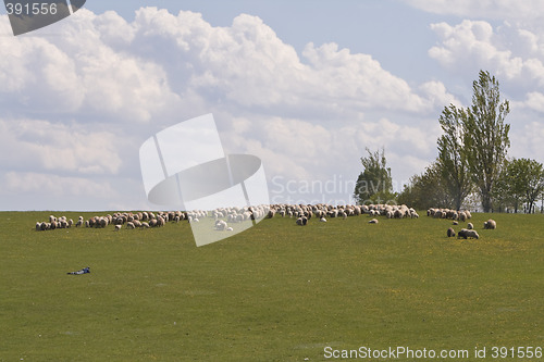 Image of Sheep grazing