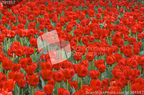 Image of Field of red tulips