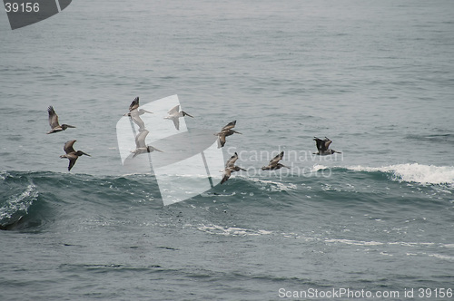 Image of Flying in formation