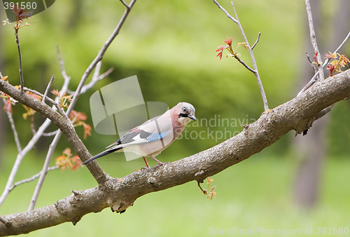 Image of The jay