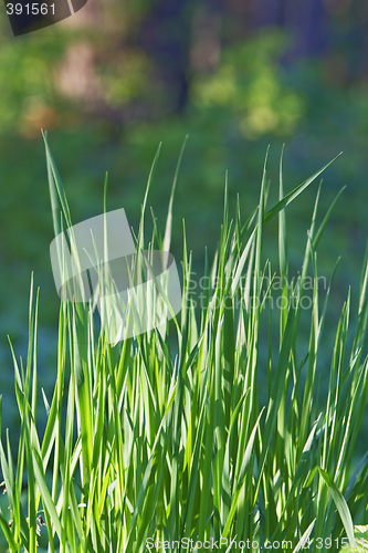 Image of Grass