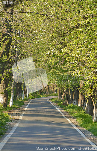 Image of Road in a summer park