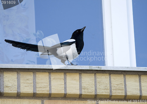 Image of Magpie