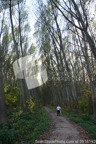 Image of Beautiful forest alley