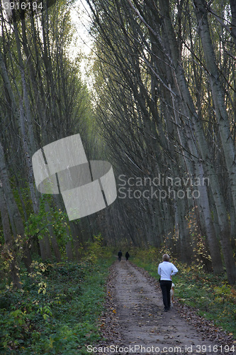 Image of Beautiful forest alley