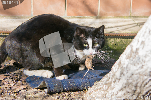 Image of Street cat caught the mouse in the yard