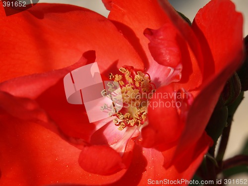 Image of red rose