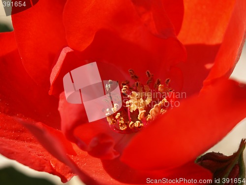 Image of red rose