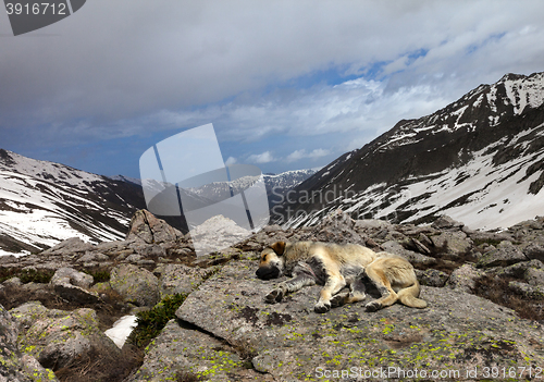 Image of Dog sleeping on stone in mountains