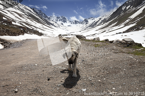 Image of Dog on dirt road in spring mountains