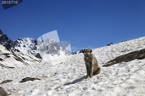 Image of Dog in snowy mountains at spring