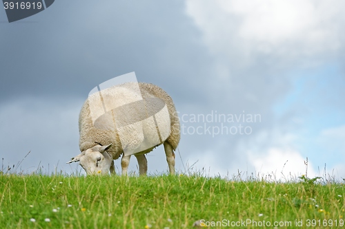 Image of Sheep feeding on grass