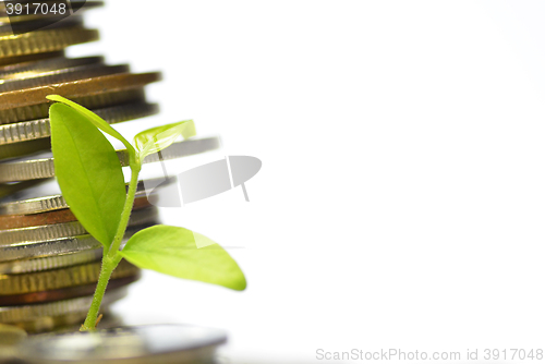 Image of Plant and lot of coins