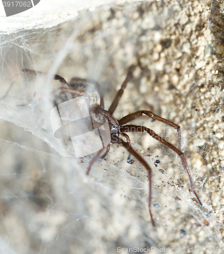 Image of spider in the Liocranidae family on web